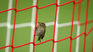Bayern vs Benfica