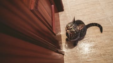 This cat is definitely hatching a plan to get someone to open the door.