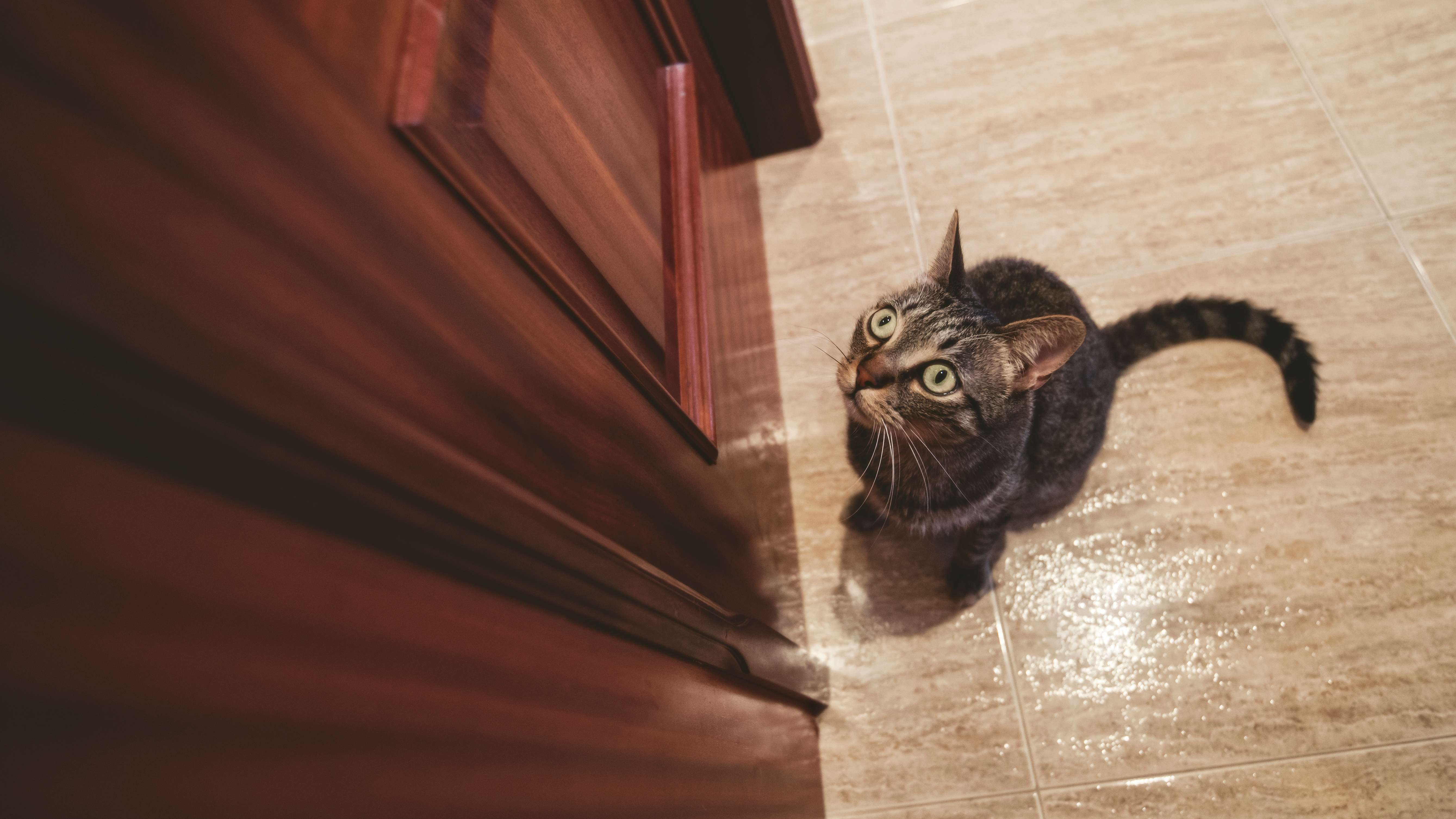 No closed doors cat top