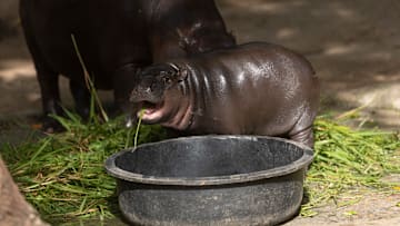 Pygmy Hippo Moo Deng Continues To Delight People