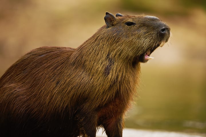 photo of a yawning capybara