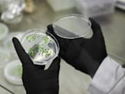 Researchers explore CRISPR gene editing on plants