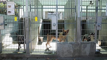Hundreds of Pets Sheltered at Pasadena Humane Society Amid Los Angeles County Fire