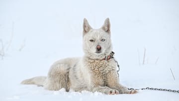 Dog With Different Colored Eyes Attracts Attention In Turkiye's Van