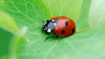 You'll want to welcome these insects into your garden.