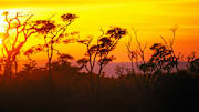 Rainforest Sunset, Costa Rica
