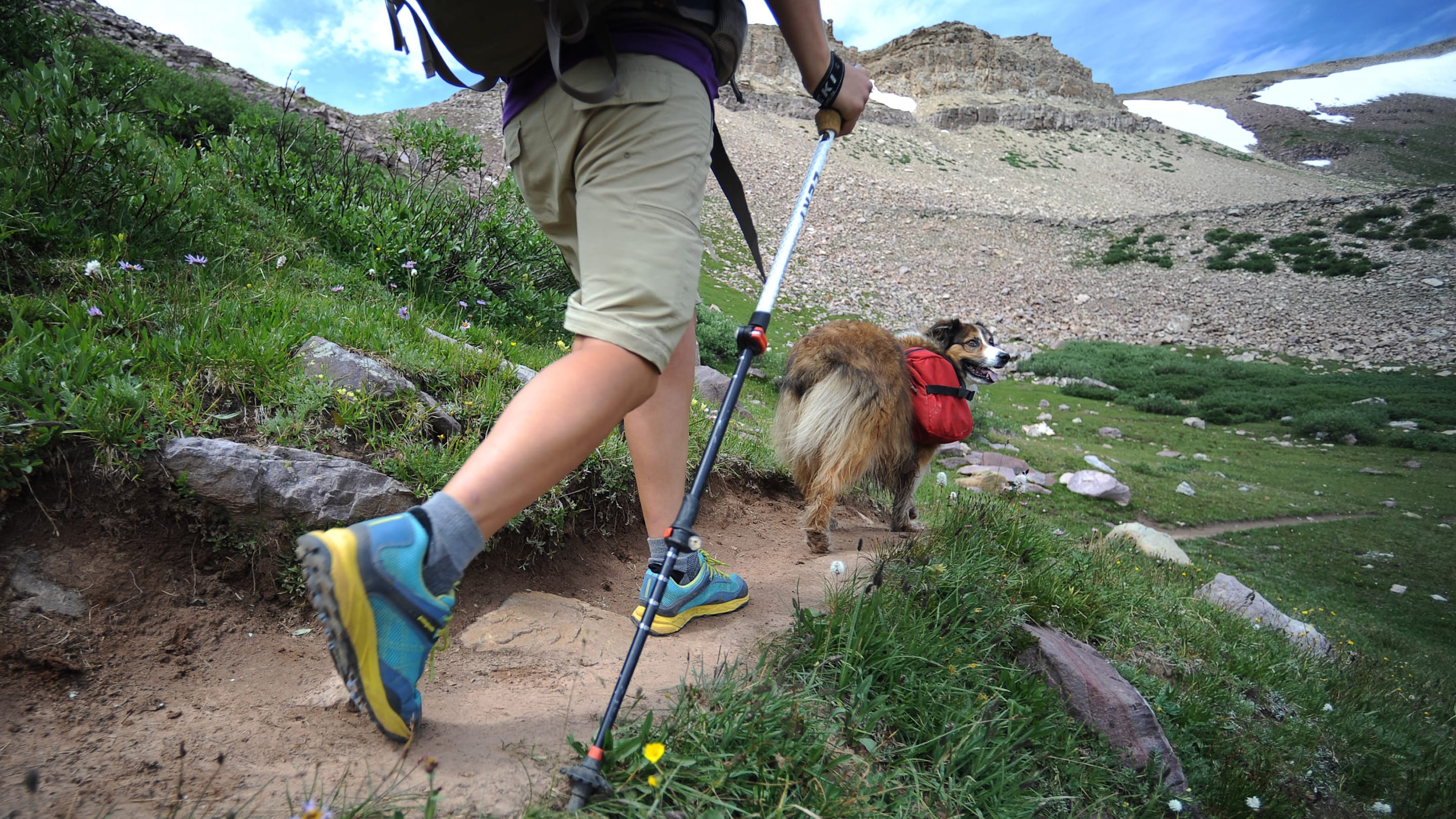 Why You Shouldn't Stop Your Dog From Sniffing on Walks