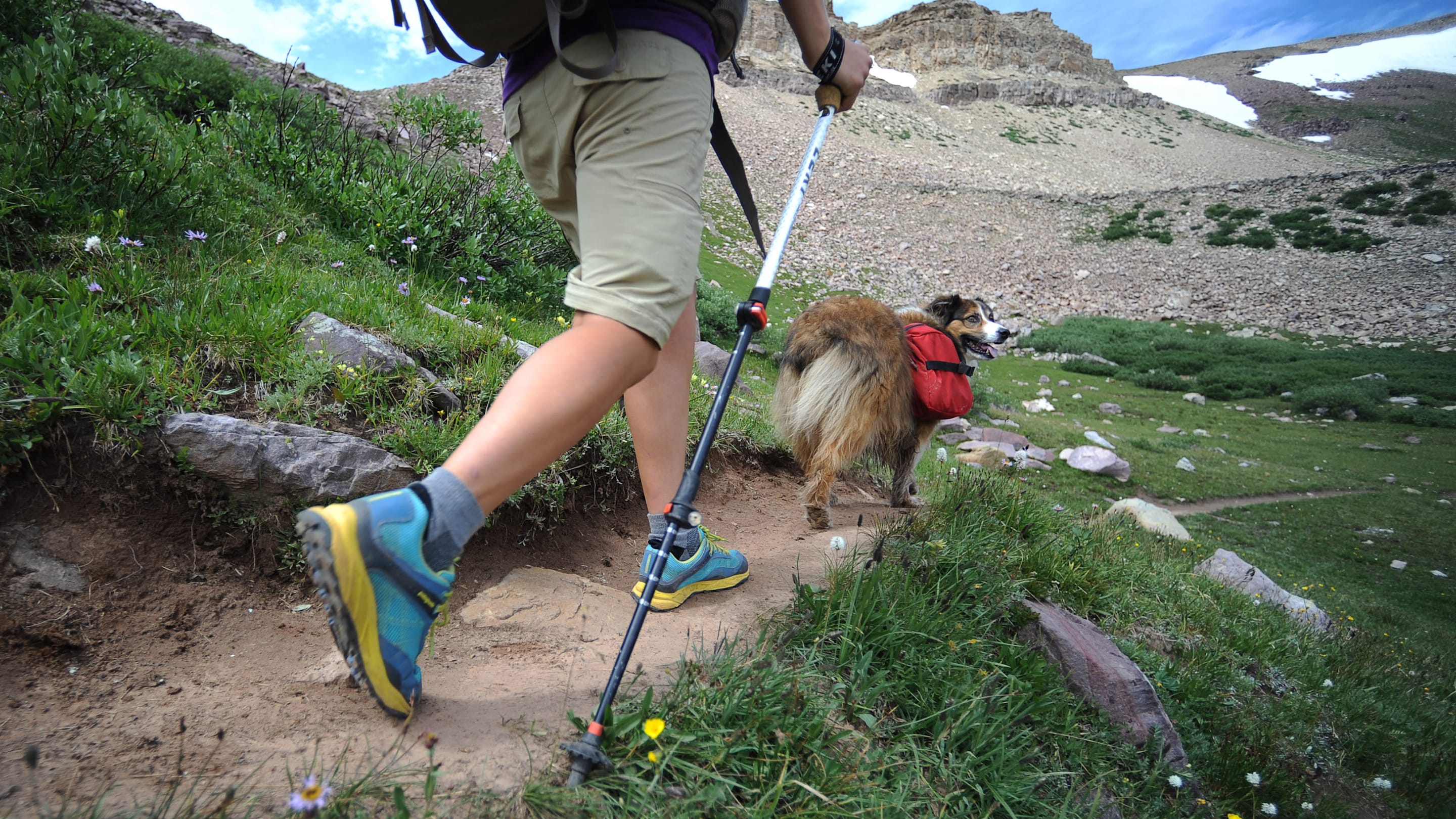 These 10 Dog Breeds Make the Best Hiking Companions
