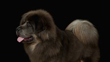 Tibetan Mastiffs are majestic and expensive.