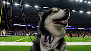 Jan 8, 2024; Houston, TX, USA; The Washington Huskies mascot Dubs is seen on the sidelines before the 2024 College Football Playoff national championship game between the Michigan Wolverines and the Washington Huskies at NRG Stadium. Mandatory Credit: Kirby Lee-Imagn Images
