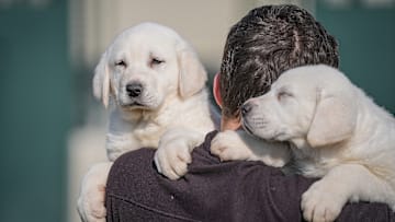 There is a 6-month queue for purebred Akbash and Kangal puppies raised in TIGEM