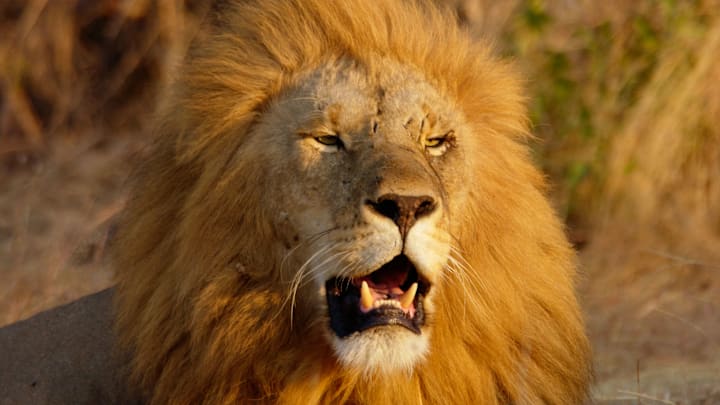 Lion, Tanzania, East Africa Lion, Tanzania, East Africa
