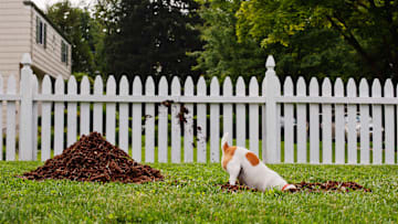 Dogs are impressive excavators. 
