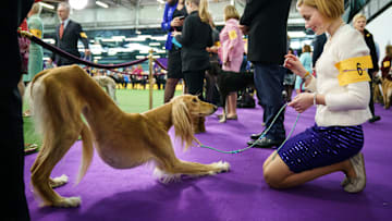 Annual Westminster Dog Show Takes Place In New York City