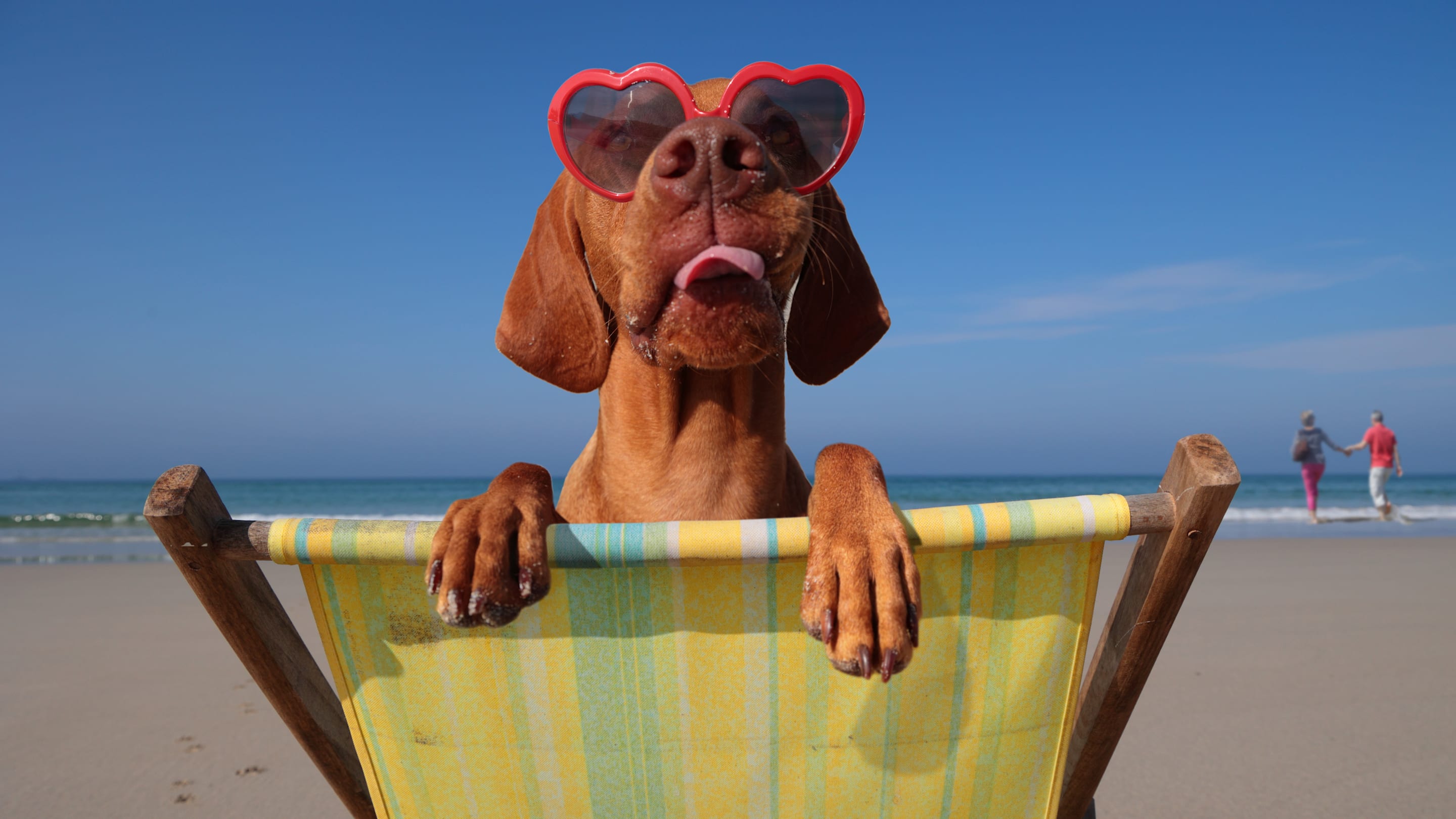 The 10 Most Pet-Friendly Cities Around the World