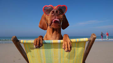 Soaking up some sun.