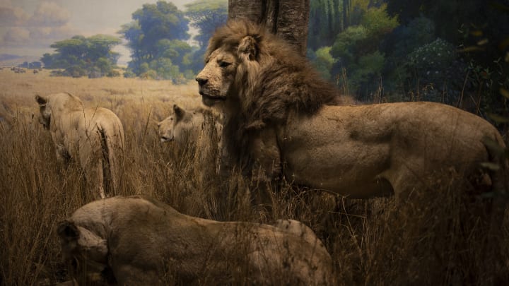 Taxidermied lions in a diorama at the American Museum of Natural History in New York City.