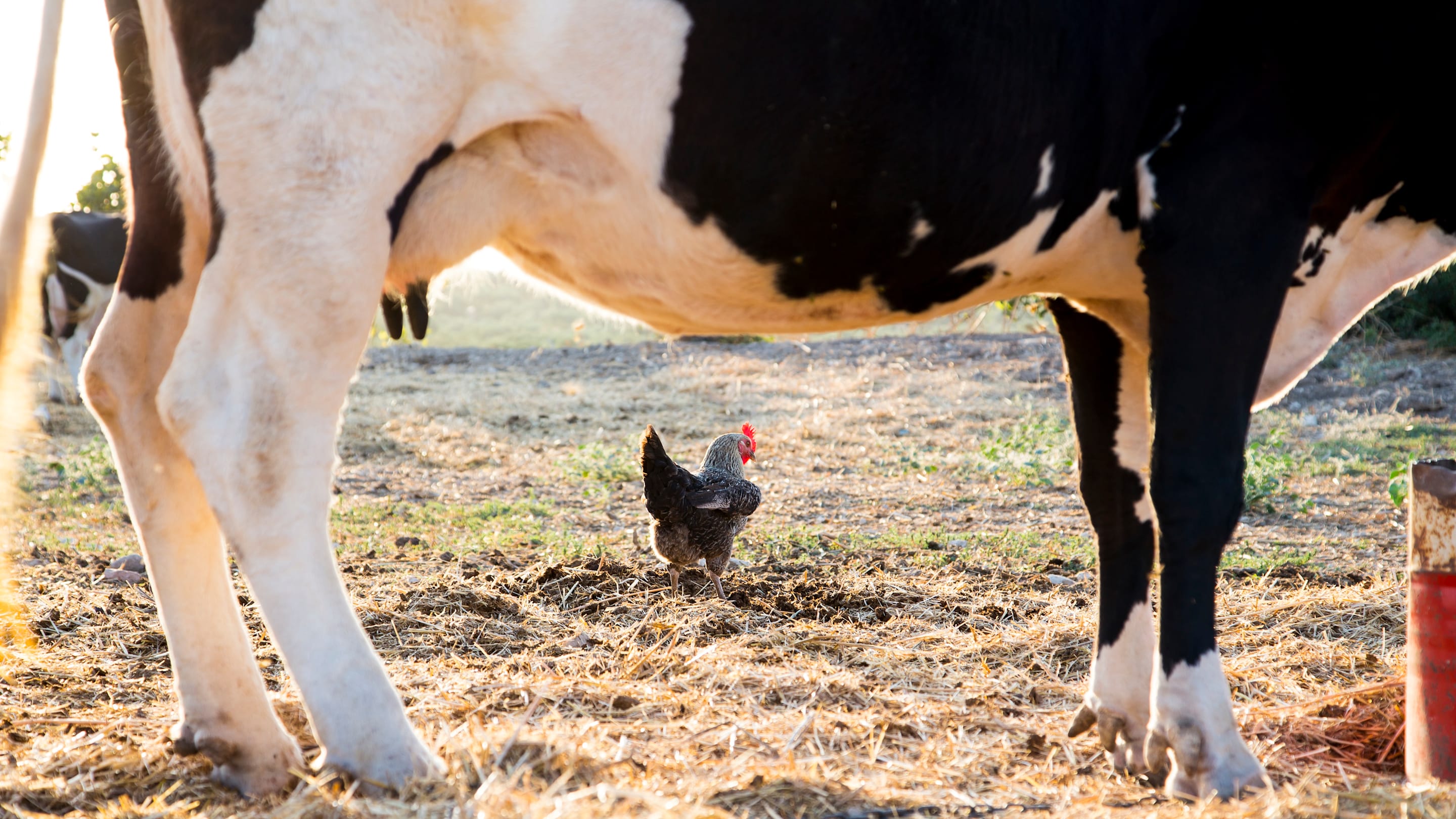 Try to Solve This 'Cows and Chickens' Riddle Without Laughing