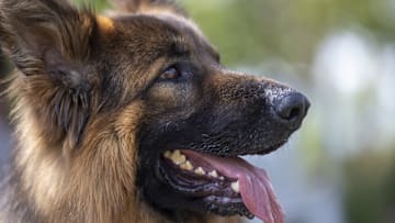 Antalya hosts a competition for the best canines of various breeds.