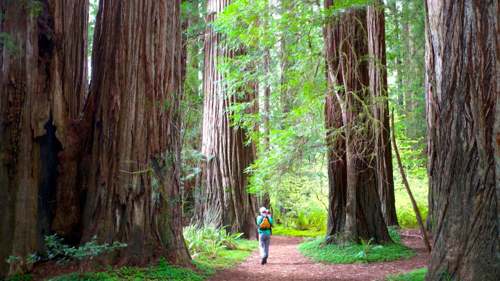 While floating down the Smith River, you can stop at many groves of giant trees at Jedediah Smith Redwoods State Park, just south of the Oregon and California state line.