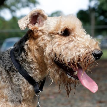 Alma High School's mascot isn't just any dog — it's an Airedale.