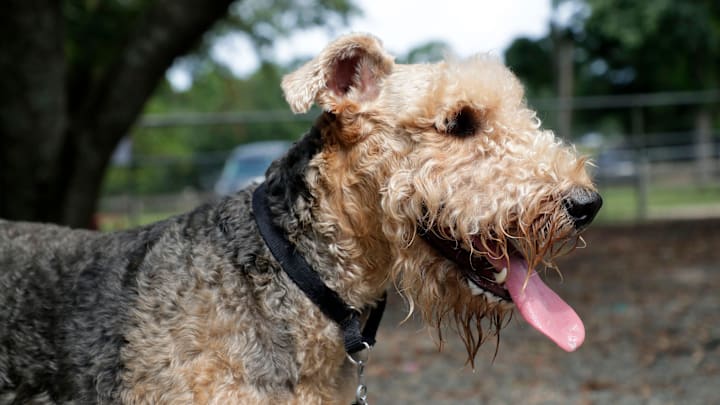 Alma High School's mascot isn't just any dog — it's an Airedale.