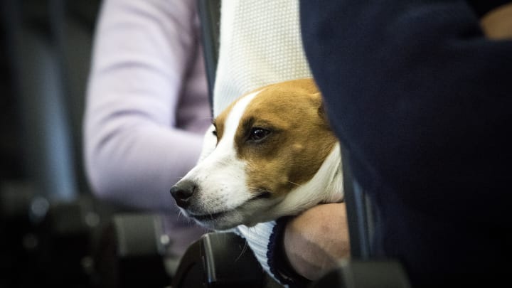 Dogs and their owners allowed to sit together on flight