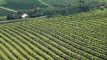 Wine Harvest Gets Underway In Hunter Valley