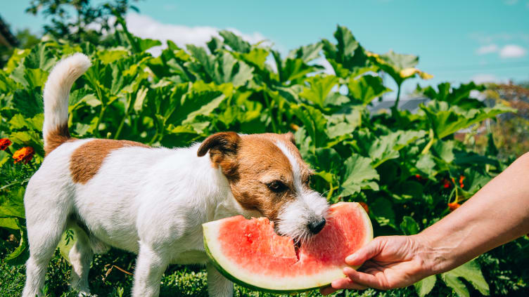 Watermelon is packed with vitamin A, B-6, and C and makes a tasty snack for your dog.