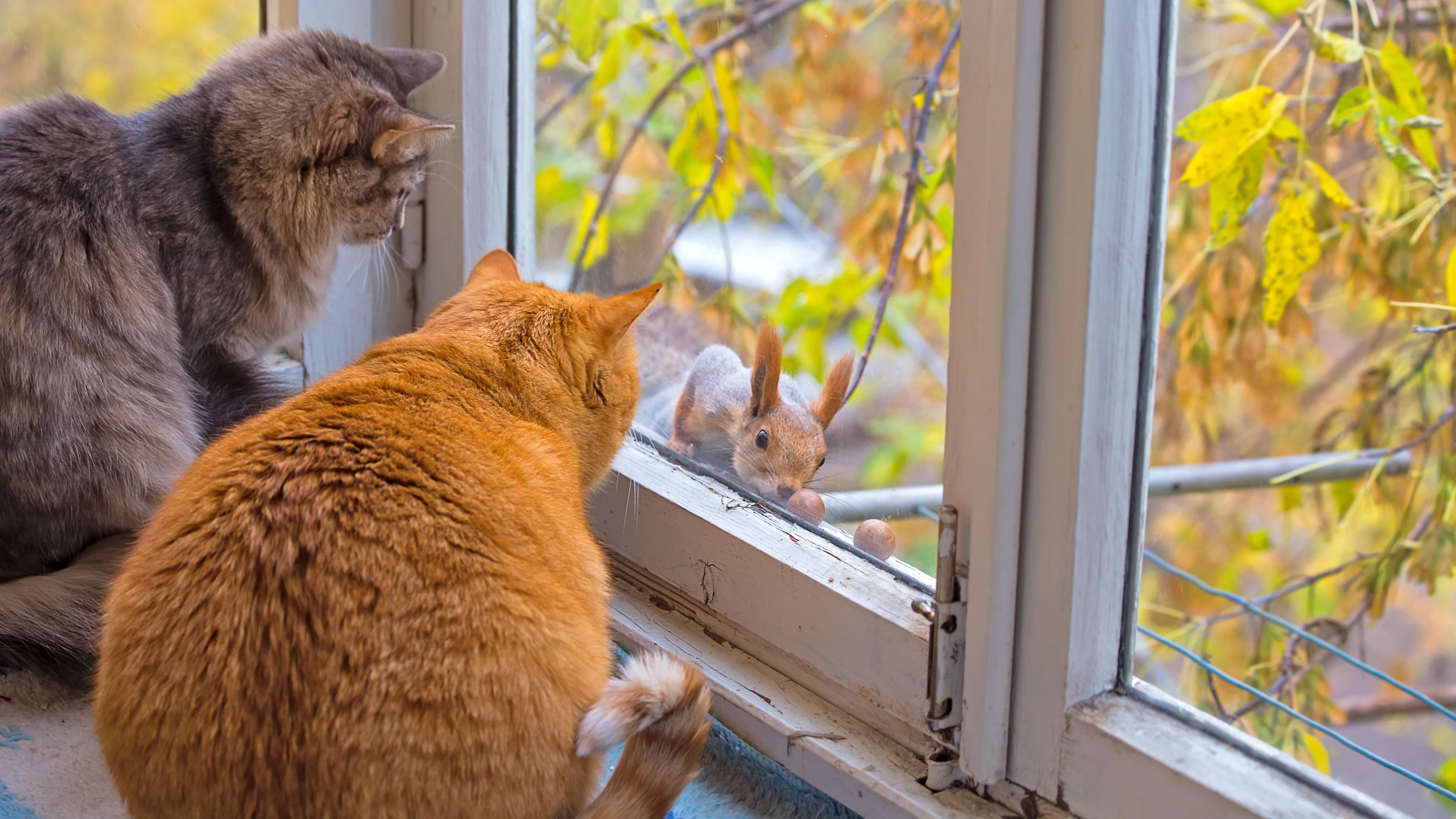 Why Do Cats ‘Chatter’ and ‘Chirp’ at Birds?