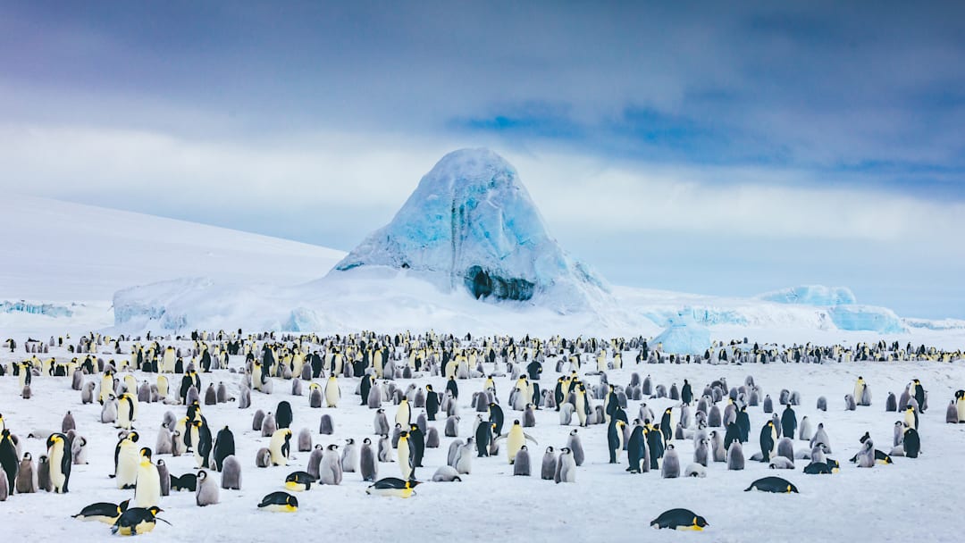 An emperor penguin colony in Antarctica.