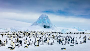 An emperor penguin colony in Antarctica.