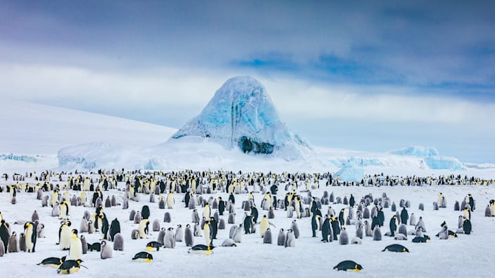 An emperor penguin colony in Antarctica.