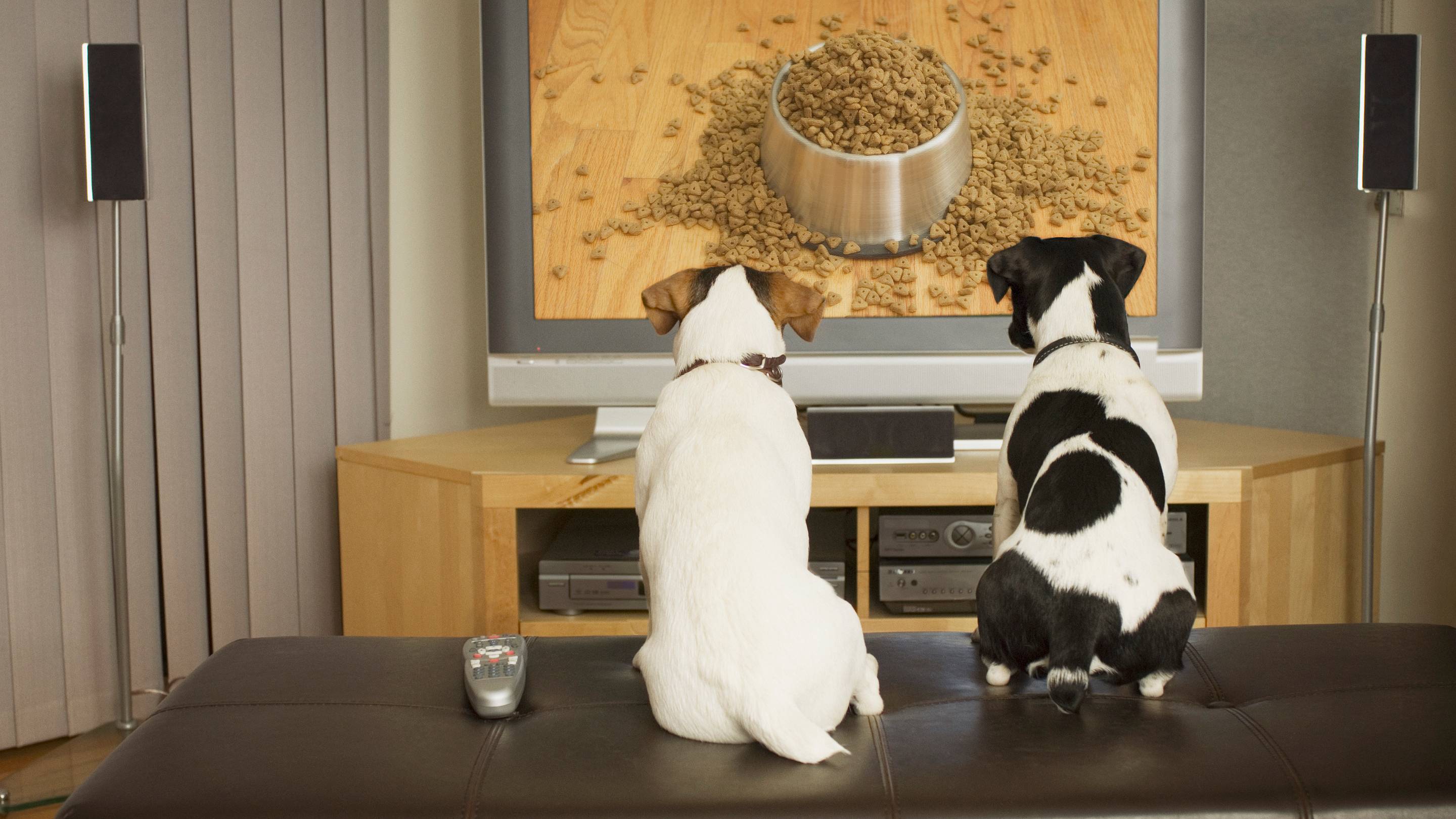 Do Dogs Enjoy Movies?