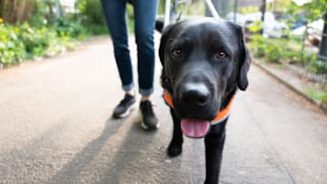 These guide dogs were the difference between life and death.