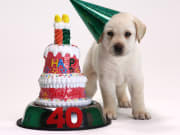 Andrex 40th Anniversary