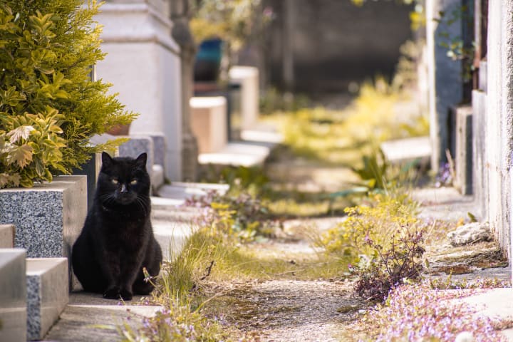 fluffy black cat sitting in a cemetery