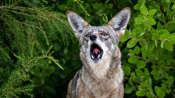 A coyote howling in front of greenery