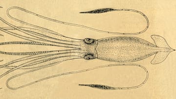 A Diagram Of The Giant Squid