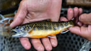 A colored-up brook trout caught north of Steamboat Springs