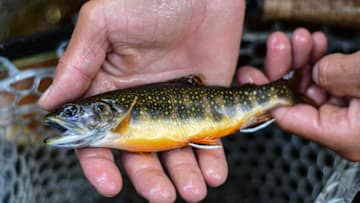 A colored-up brook trout caught north of Steamboat Springs