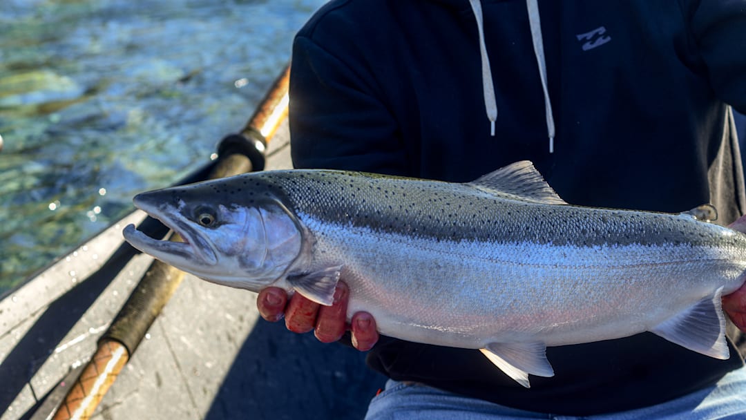 There are only pretty steelhead in the Smith River. 