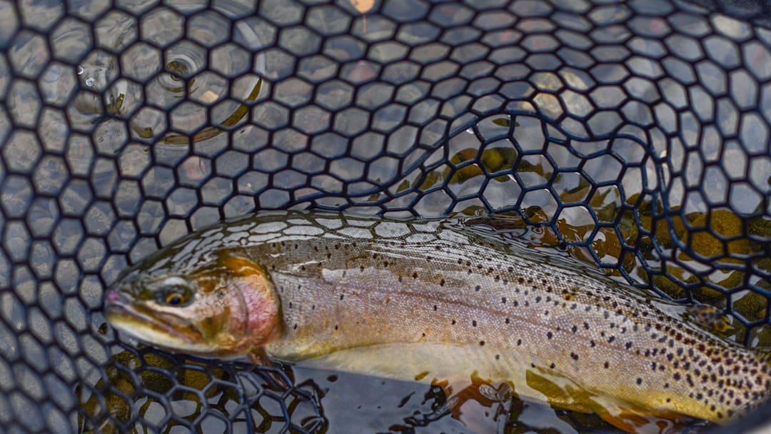 Montana's beautiful native Yellowstone Cutthroat