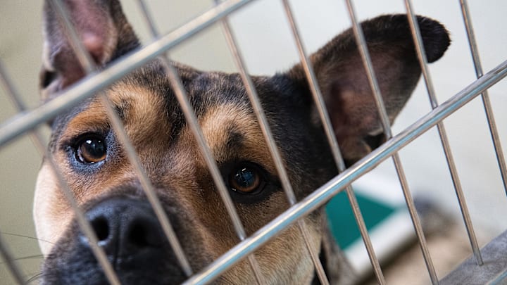 April 28, 2022; Tuscaloosa, Alabama, USA. at the Tuscaloosa Metro Animal Shelter. The Shelter is participating in the Empty The Shelters adoption event to help get animals adopted.  Mandatory Credit: Gary Cosby Jr.-The Tuscaloosa News