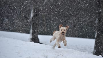 White poodle running in the snow