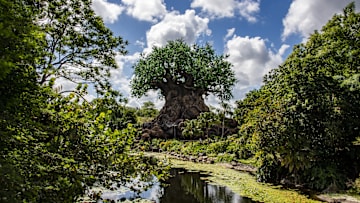 Animal Kingdom Park at Walt Disney World