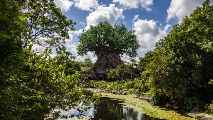 Animal Kingdom Park at Walt Disney World