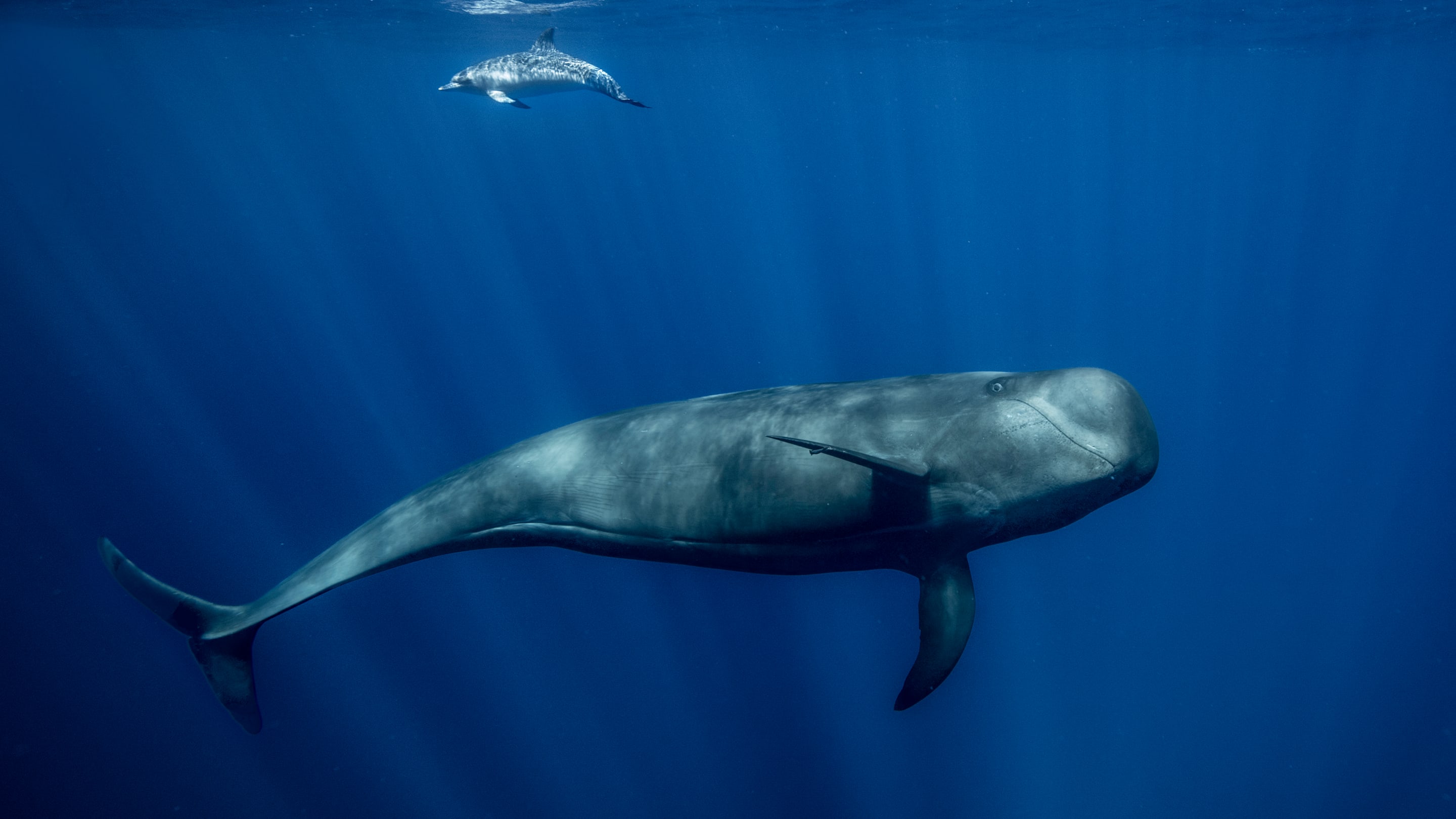 Study Reveals Surprising Dynamic Between Whales and Dolphins