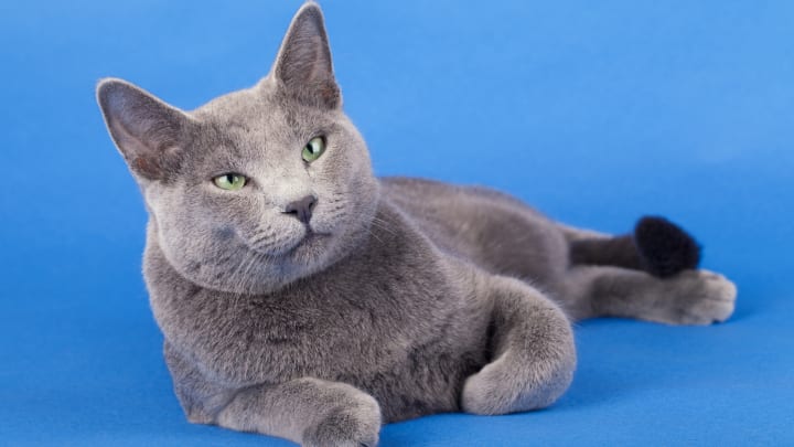 A gorgeous Russian blue.