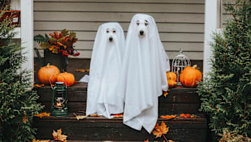 Costumes are ok—as long as they’re safe and don’t stress your pet out.